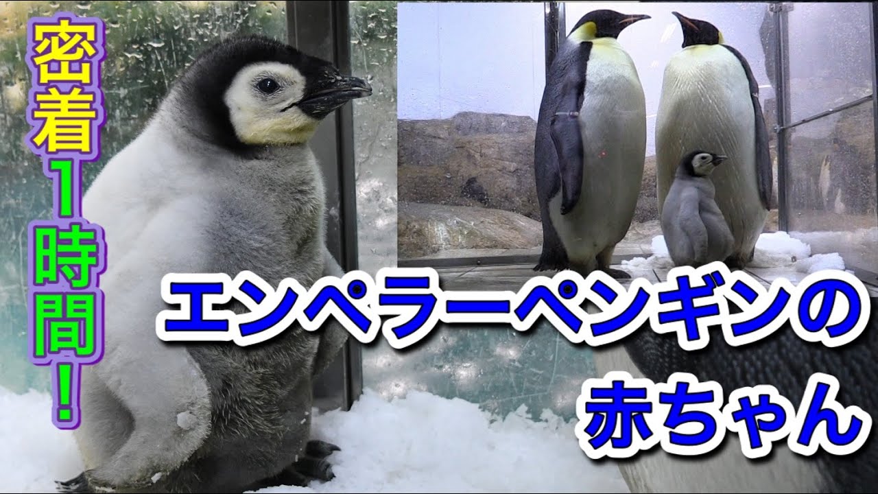 〇〇に1時間密着してみた【エンペラーペンギンの赤ちゃん編】