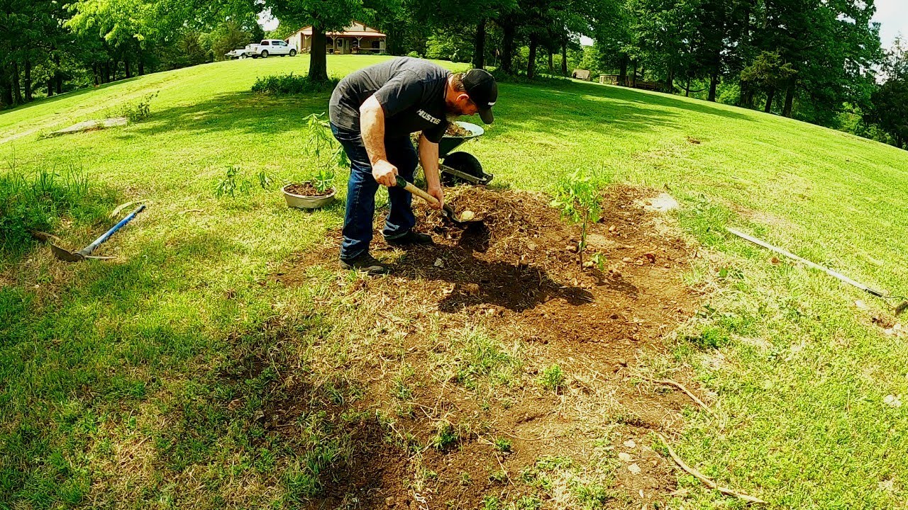 He found FOSSILS while planting Pin Oaks