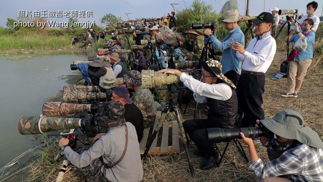 茄萣黑琵北返相送(2022)4K|Farewell Black-faced Spoonbill