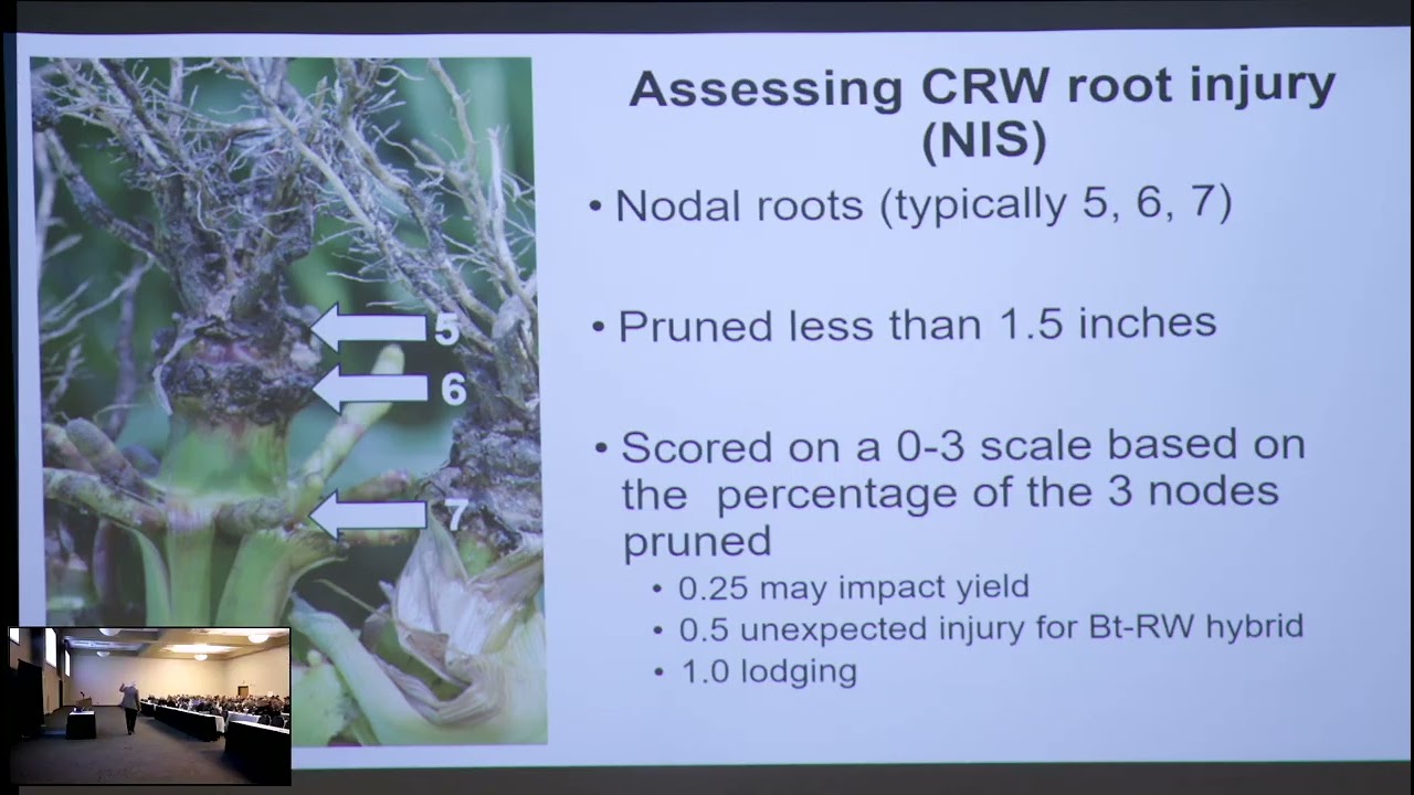 Corn Rootworm Management Strategies, Bruce Potter, MN Extension IPM Specialist (retired)