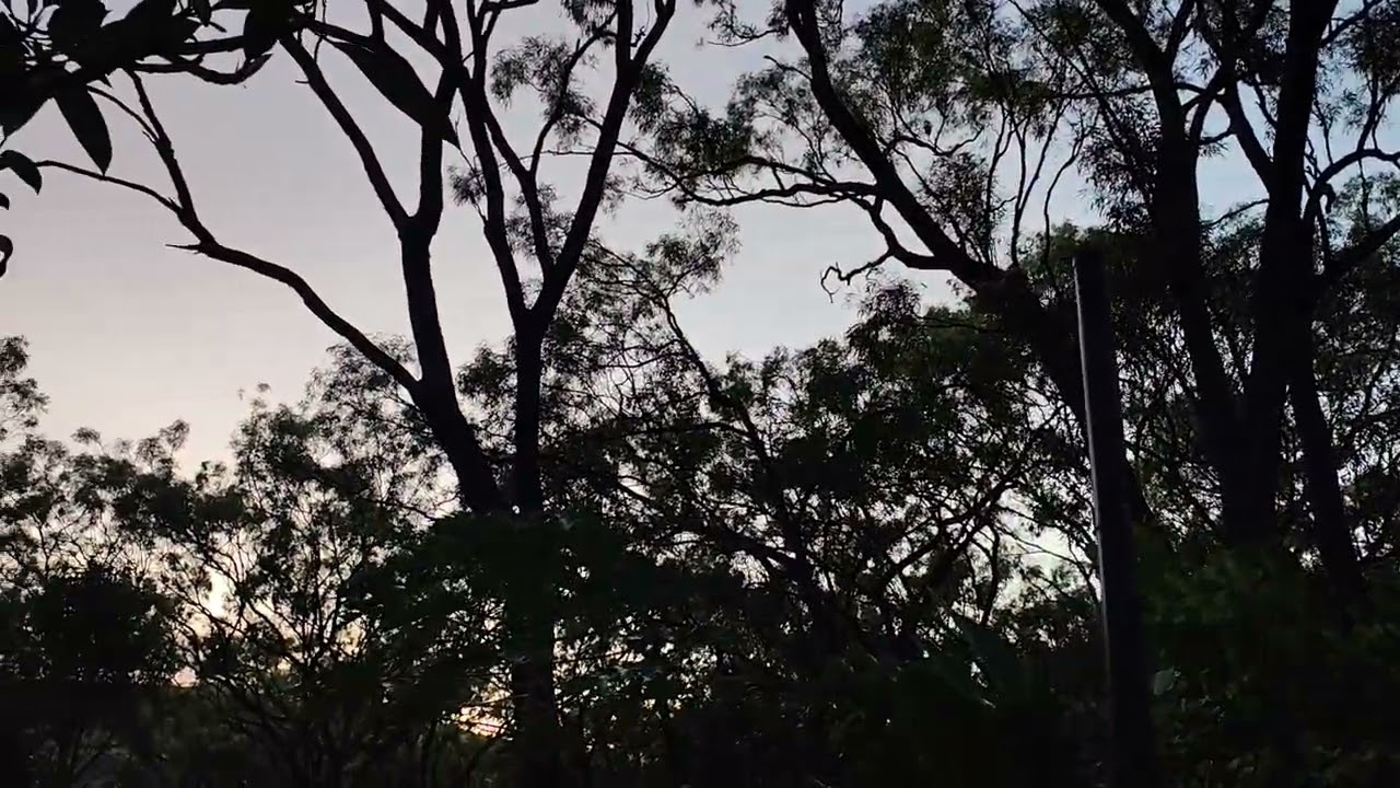 Good morning from the ancient forest 