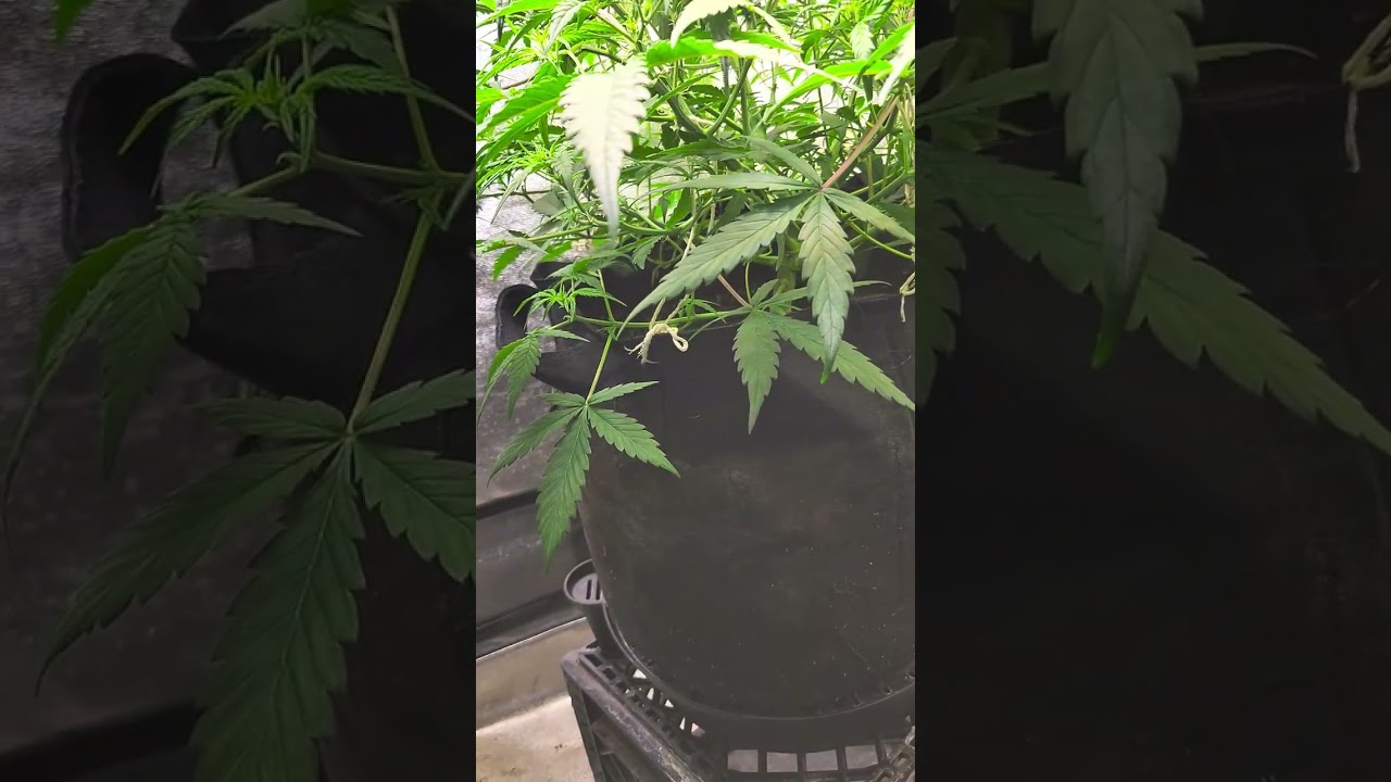 Huge Autoflower 7 weeks flower