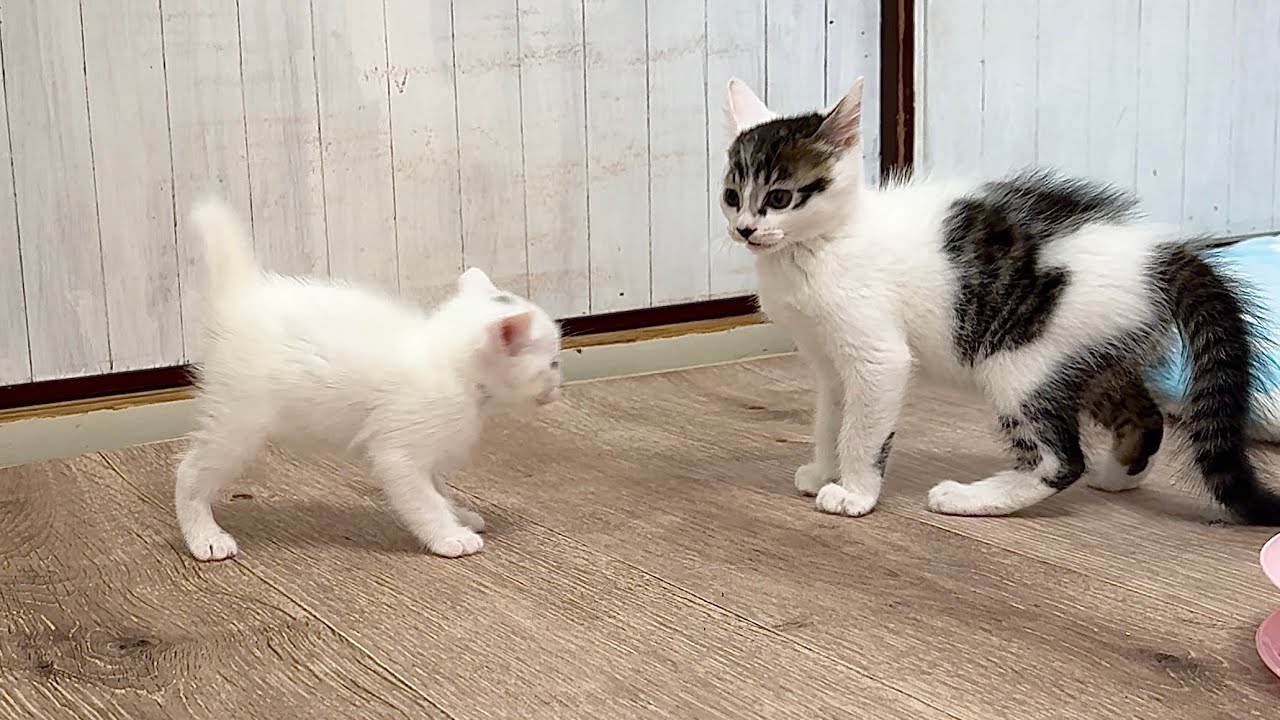 兄猫に鍛えられた結果ドリフトを覚えた生後30日の子猫【白玉ちゃん＆坊ちゃん日記】Drifting kitten! Trained by a kitten one month older.