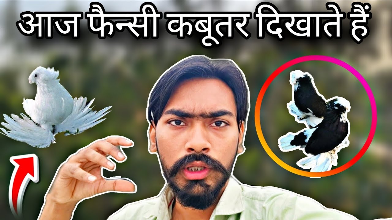 आज फैन्सी कबूतर दिखाते हैं 👀🕊️ Aaj Fancy Kabutar Dikhate Hain || Kabutar Ke Video Viral 👀🥺