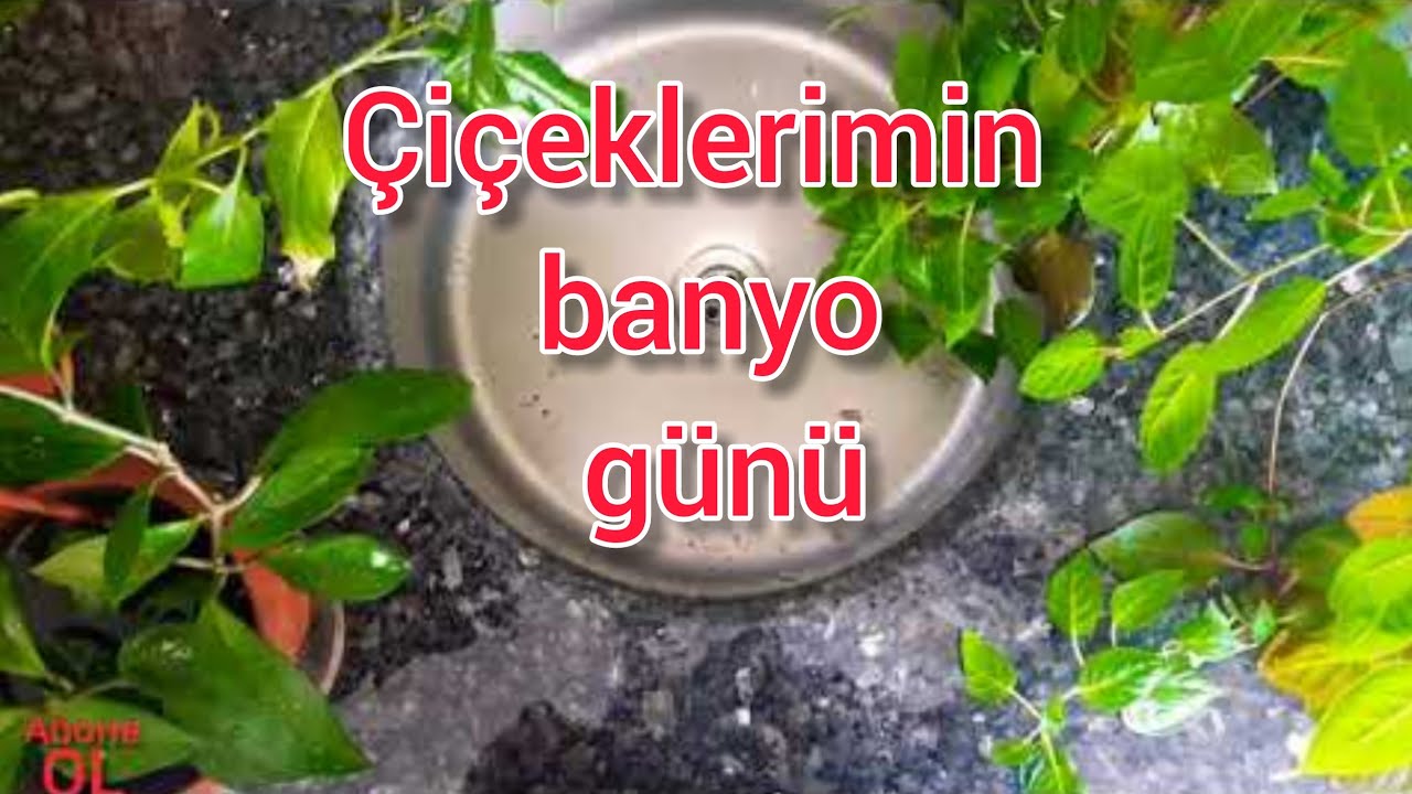 sessiz sessiz çiçeklerimi sevdim..- çiçeklerimin banyo günü 😂@eviminrenkleri1061