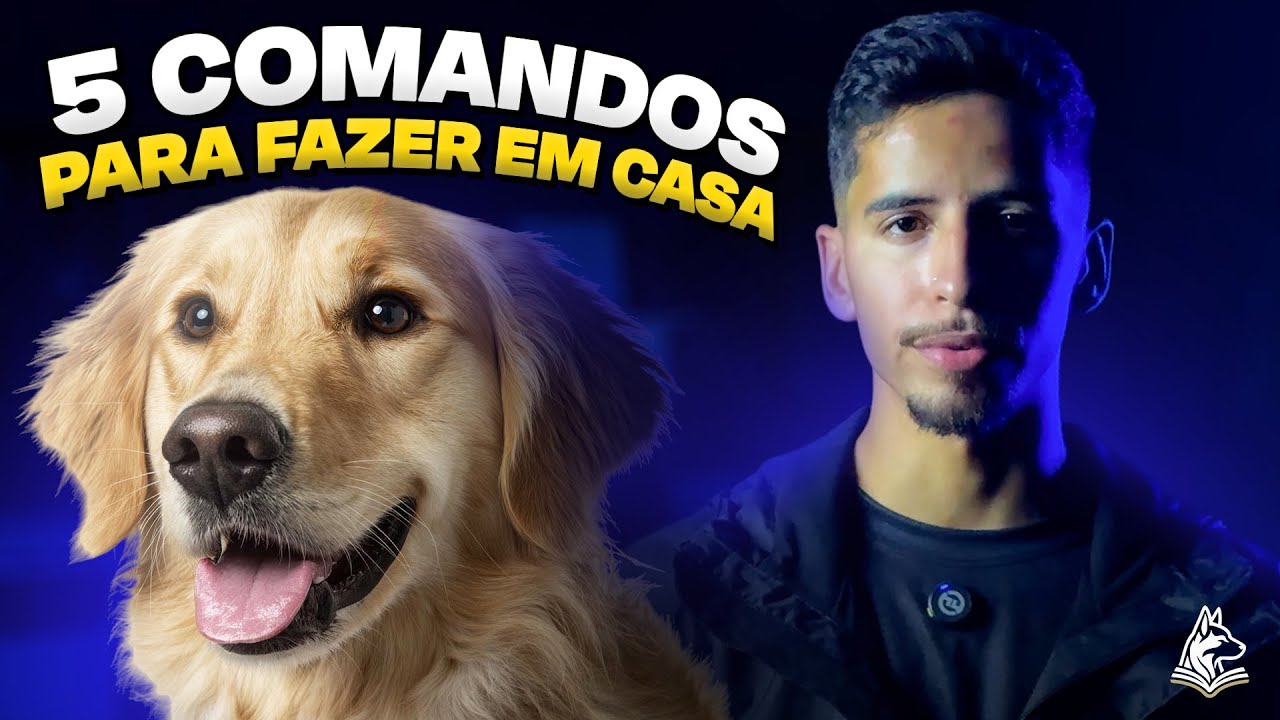 Como adestrar meu cachorro: 5 comandos básicos para ensinar em casa