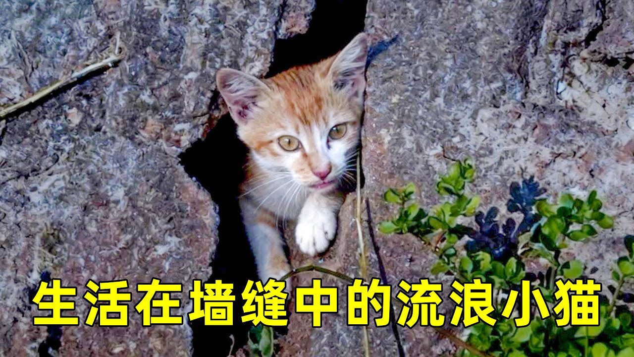 生活在墙缝中的流浪小猫，投喂5天后，它竟主动跟我回家