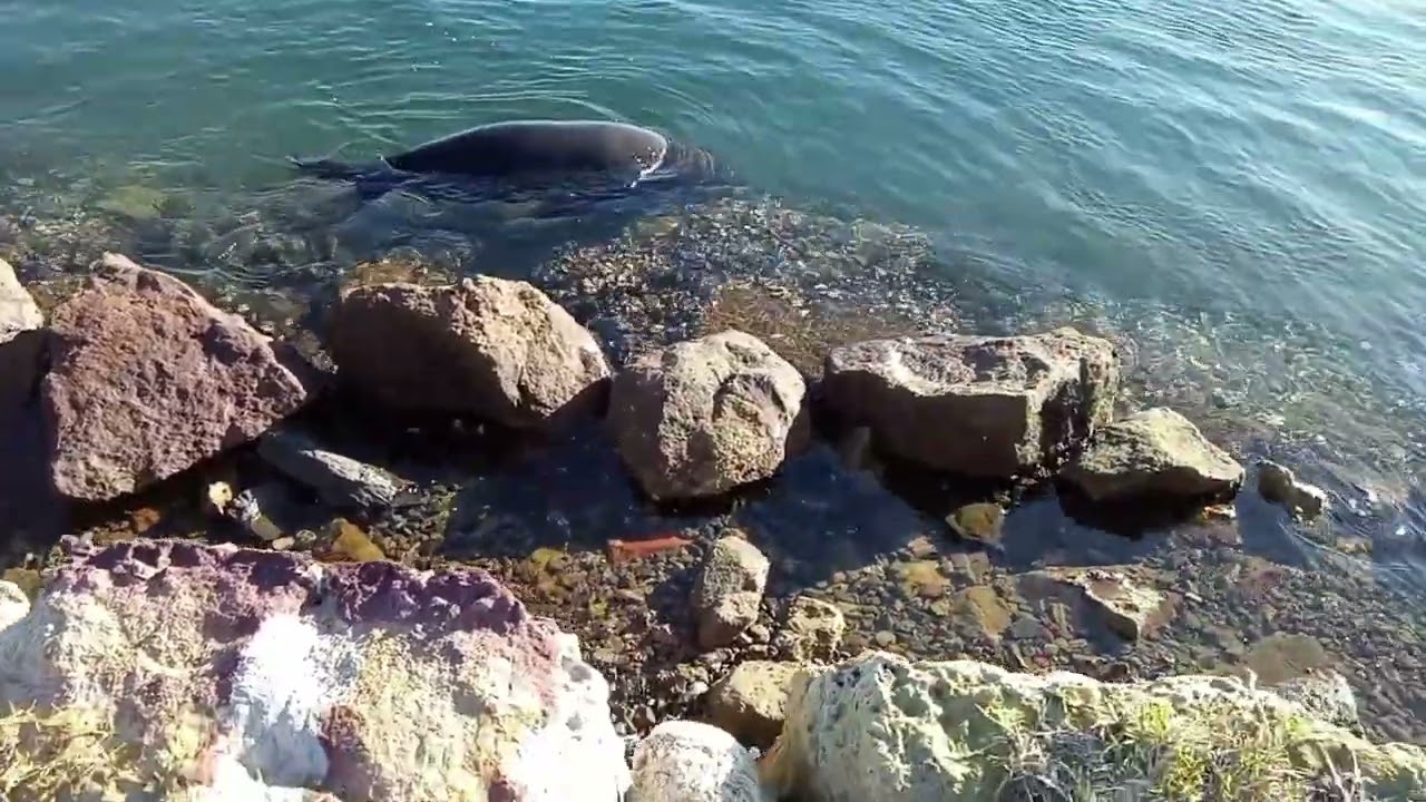 My adventures with the greenwell point seal