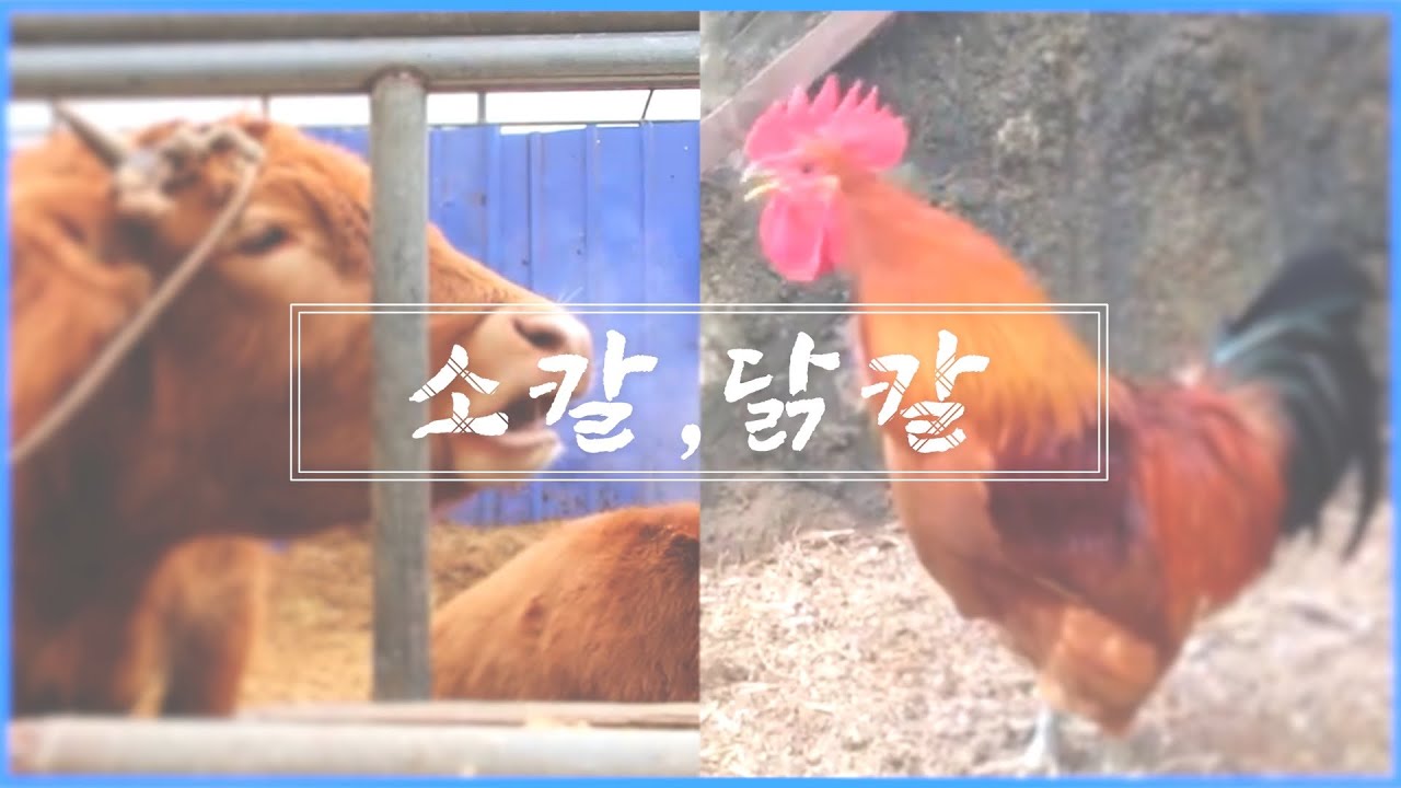 소칼닭칼이여, 안녕