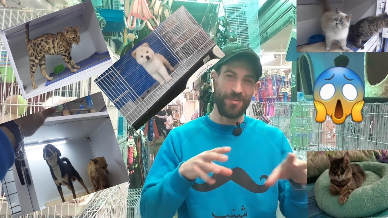 مجموعة من الكلاب والقطط النادرة معروضة للبيع بأتمنة جيدة 😱😱😱