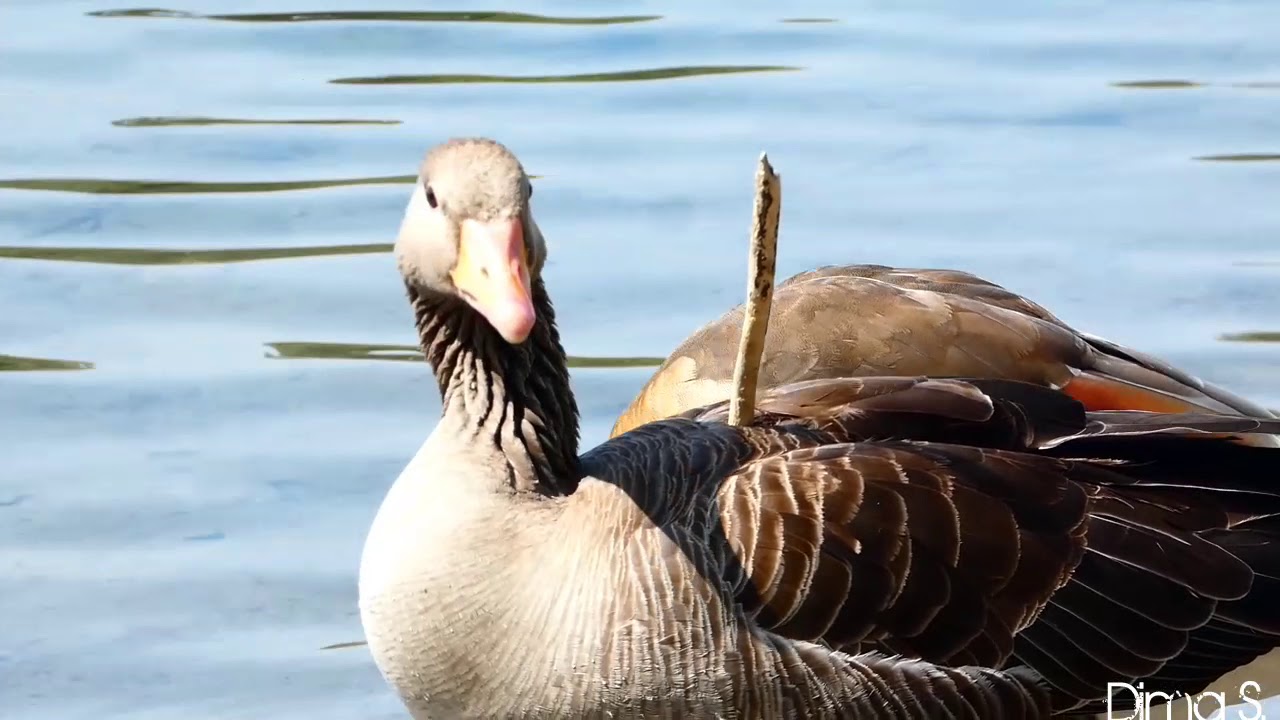 Greylag goose arrow in the chest / Graugans Pfeil in der Brust Strandbad Blies Ludwigshafen am Rhein