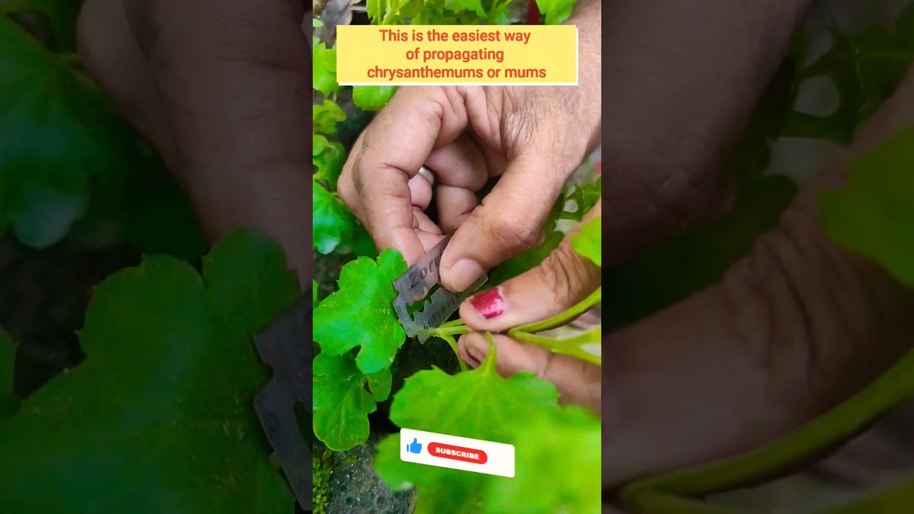 Best way to propagate chrysanthemum || mums🙏subscribe🙏 #shorts #viral #shortsfeed #youtubeshorts