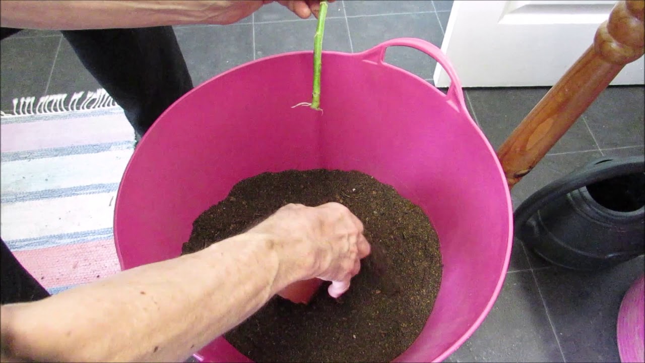 Potting cutting of Pelargonia
