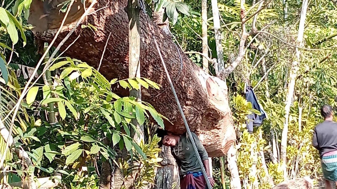 Owens machine ।উইঞ্চ মেশিন দিয়ে গাছ টানা হচ্ছে। গাছ টানা মেশিন। কেরেন মেশিন। উইঞ্চ 