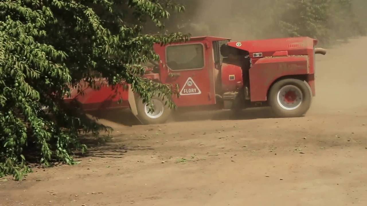 The Process of Sweeping Almonds
