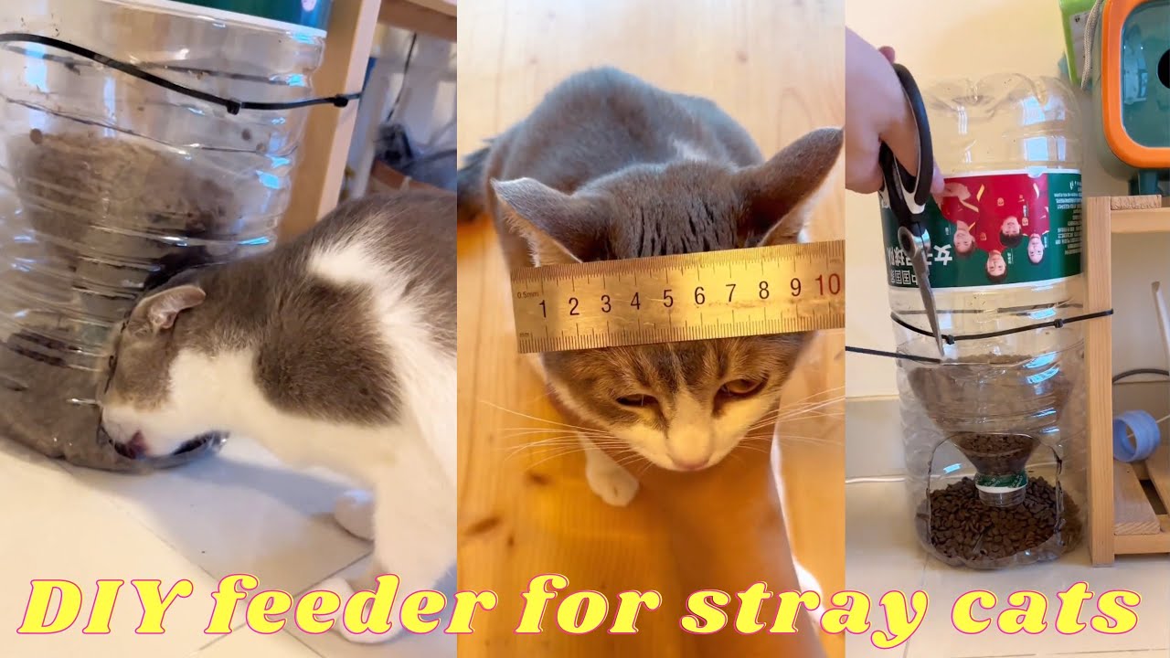 How to make an outdoor feeding station for stray cats