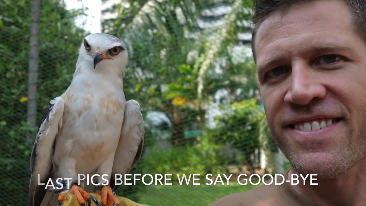 Gryffon- Black Shouldered Kite released