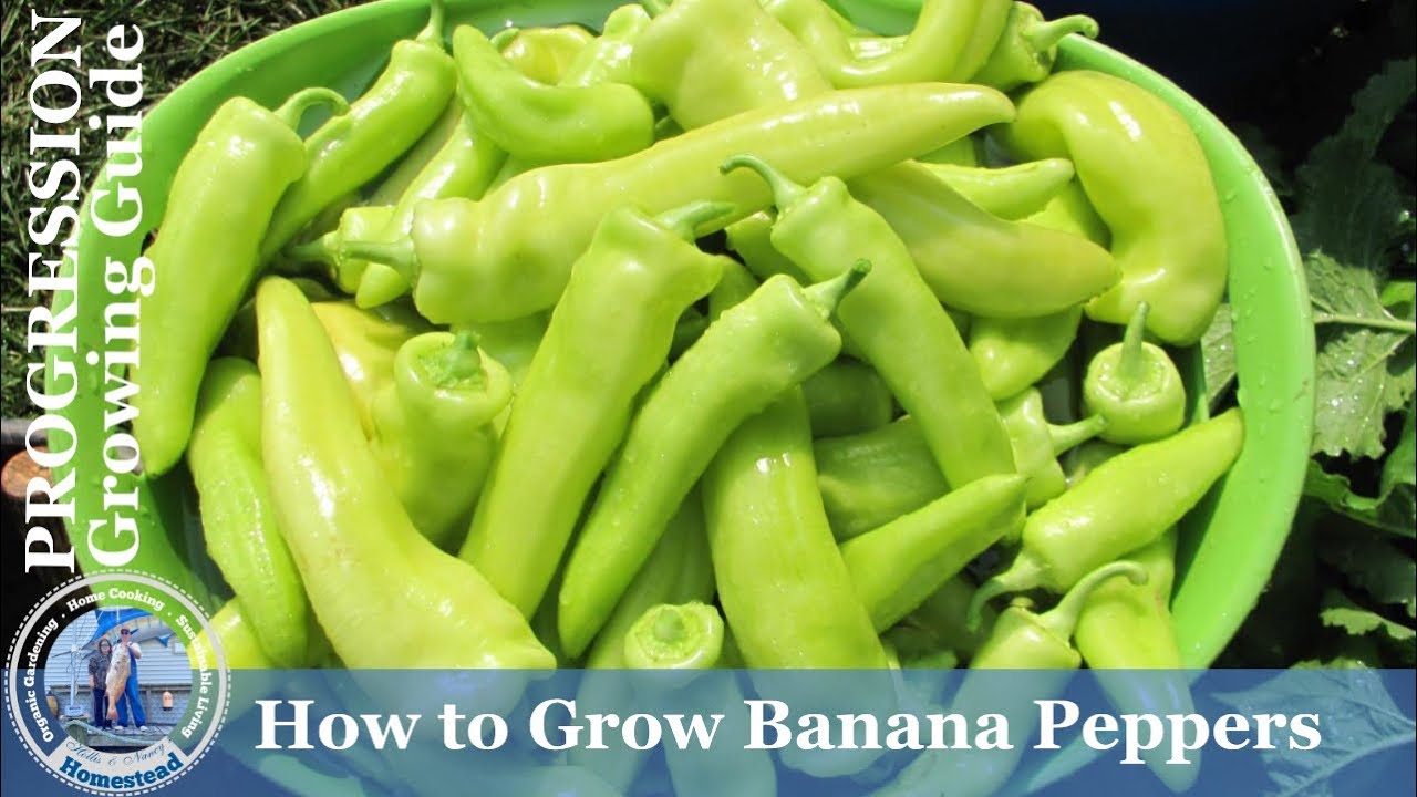 How to Grow Banana Peppers (PROGRESSION) Growing Guide