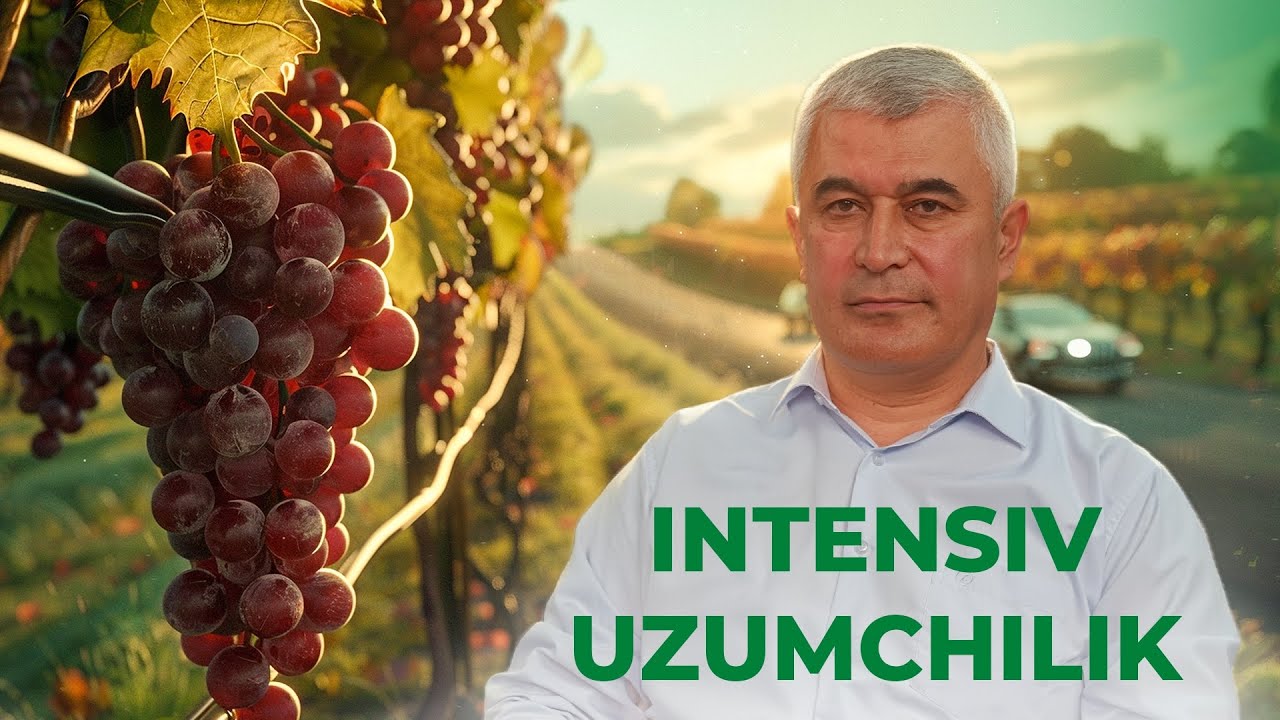 🌾 BOZOR TALABIDAGI UZUM NAVLARI va YARATISH USULI