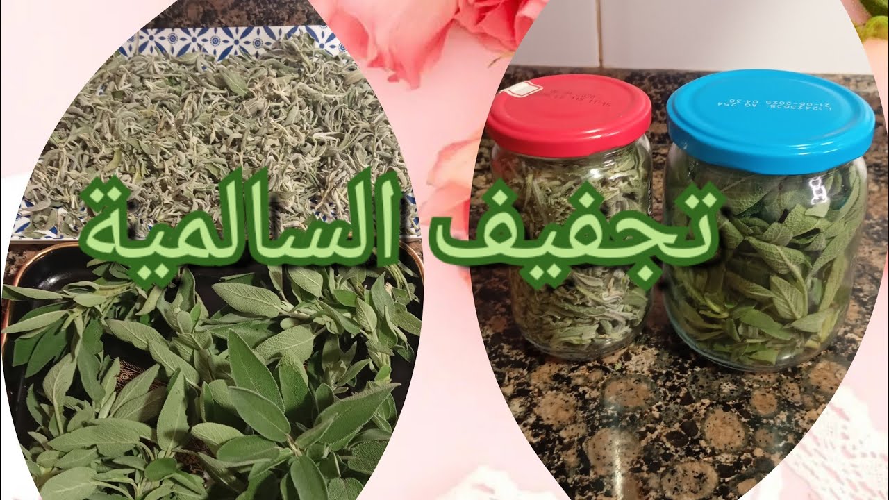 طريقة تجفيف وتنشيف  المريميه او السالميه cómo secar Hierba salvia