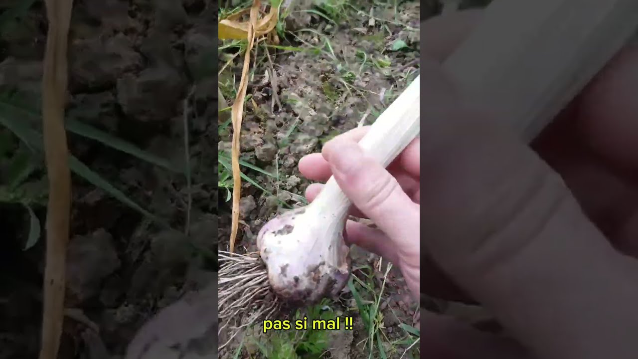 potager : récolte de l ail plantée en novembre 2023