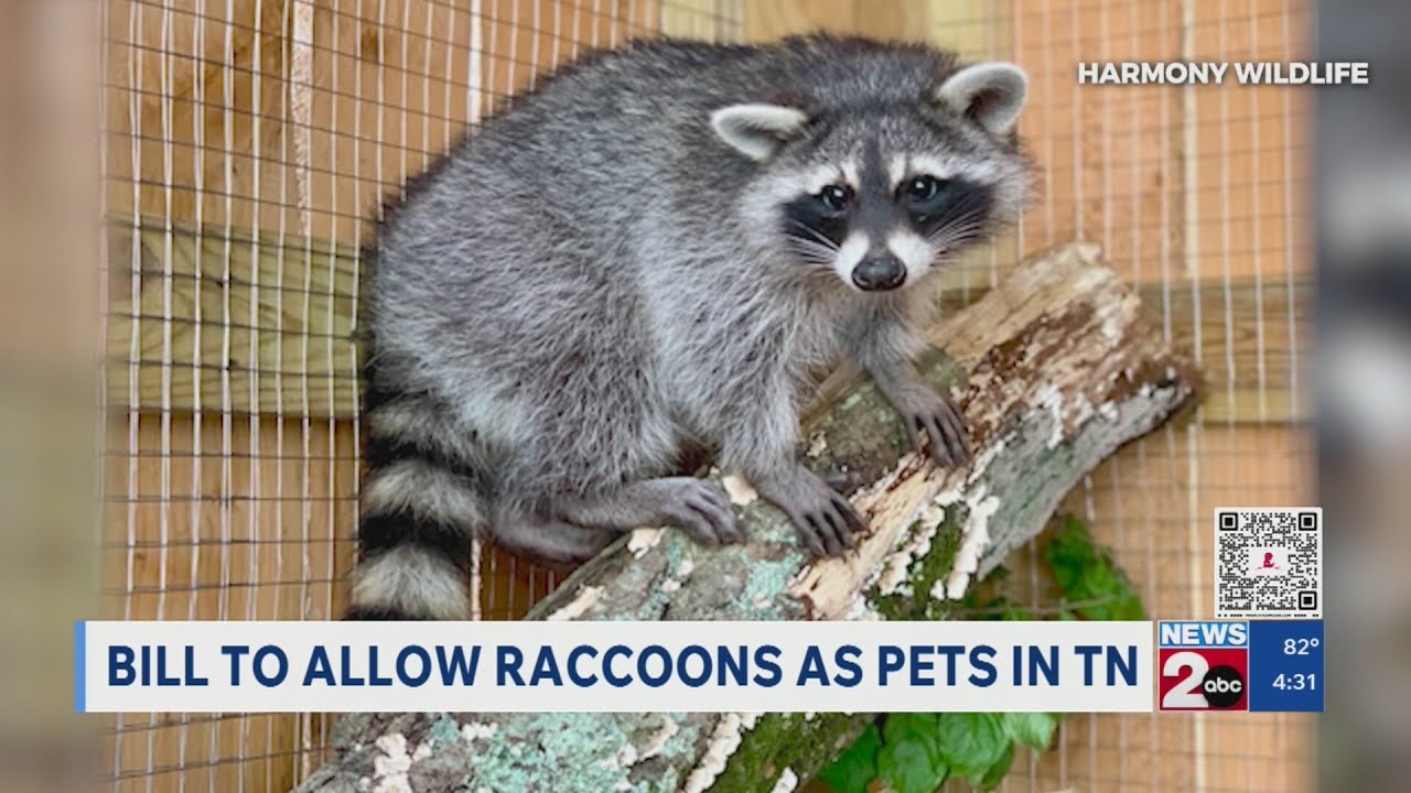 Want a pet raccoon? Tennessee lawmakers consider making it easier