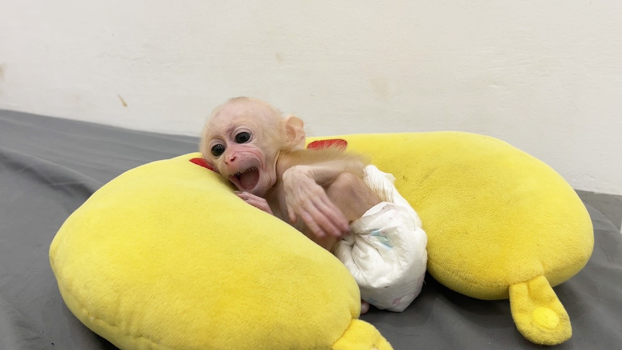 Baby Monkey Panics and Cries When It Can&rsquo;t Find Its Dad 😢