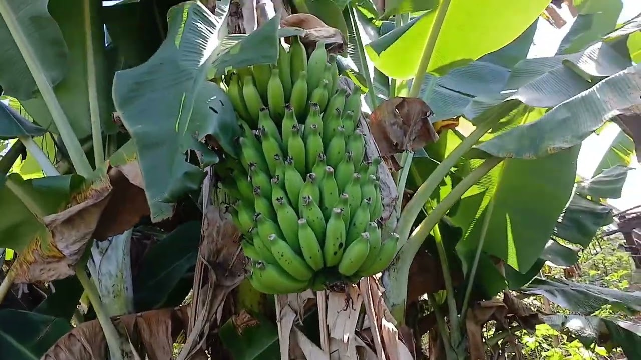 Bananeiras e Bananas aqui da nossa chácara