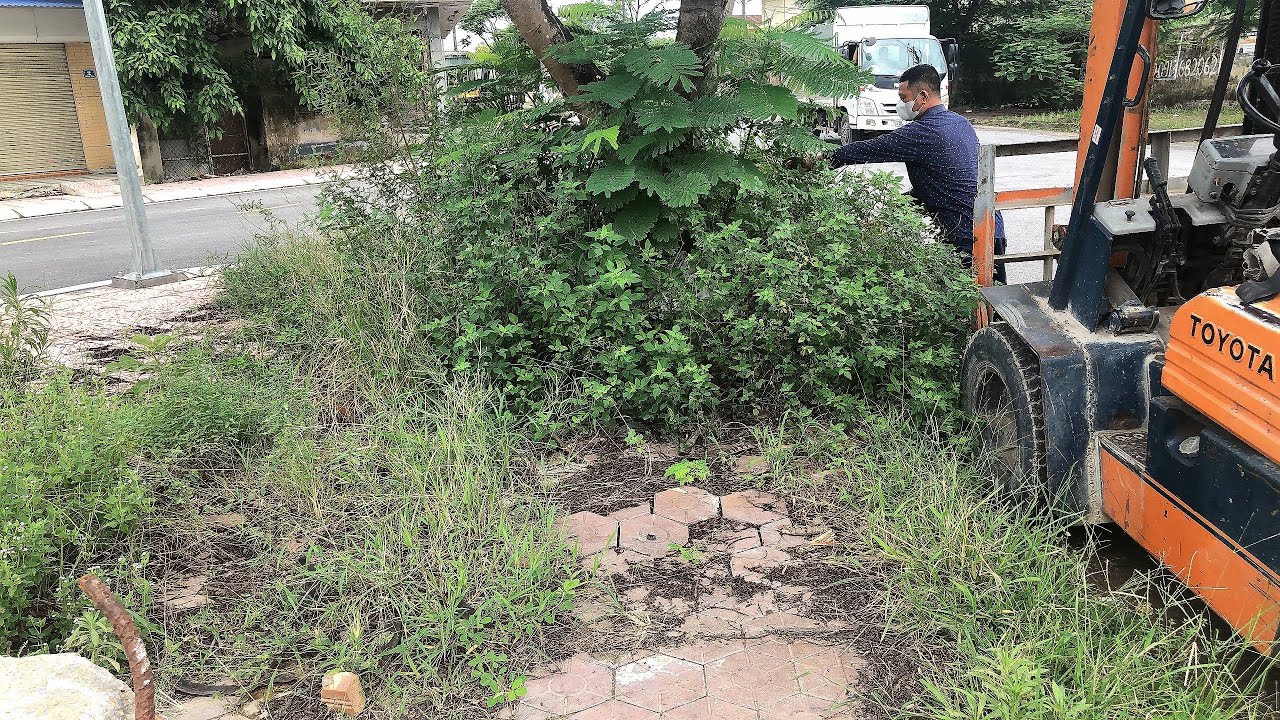 Добровольно уберите клумбы с деревьями на перекрестке с помощью простых инструментов.