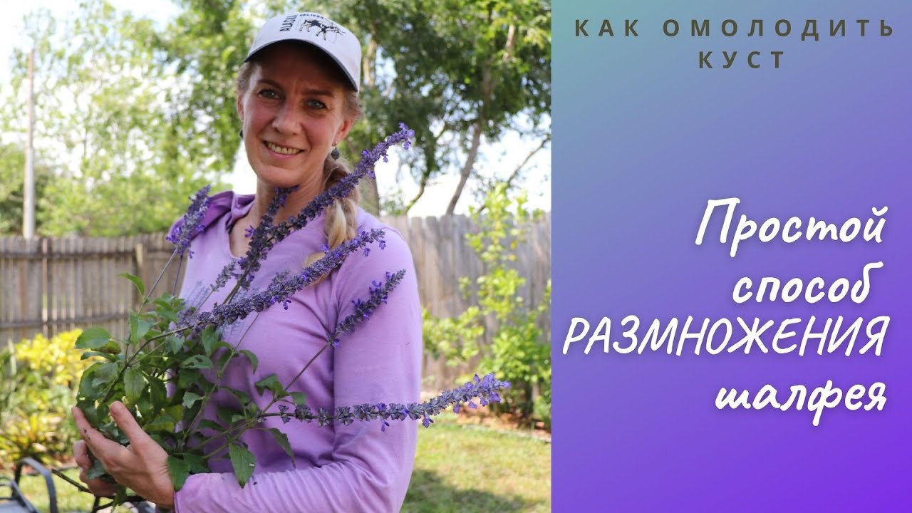 Шалфей в саду: выращивание и размножение отводками 🌿 Советы для юга США