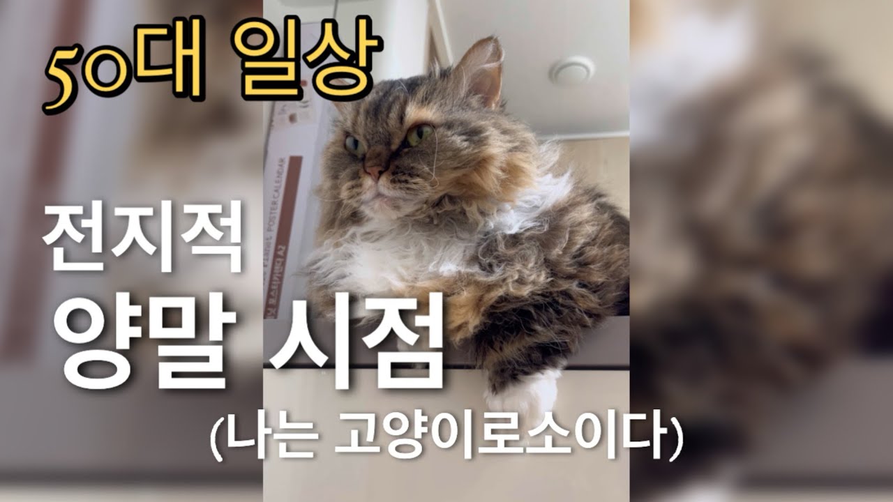 전지적 양말 시점 (나는 고양이로소이다)