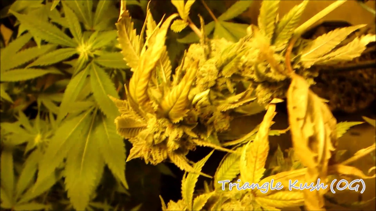 Triangle Kush - That OG