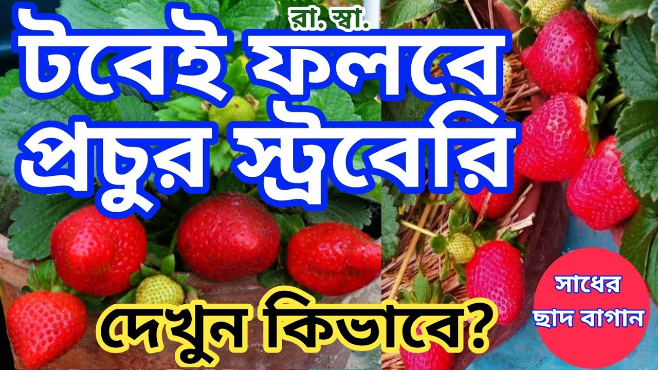 স্ট্রবেরী চাষ করুন খুব সহজ পদ্ধতিতে, আপনার ছাদ বাগানে ; How to grow Strawberry in Roof top Garden