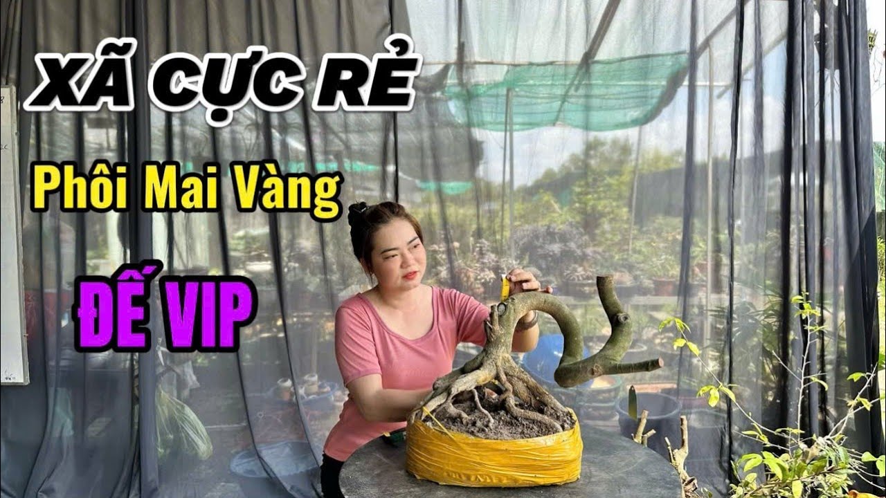 Xã Cực Rẻ,Lô Phôi Mai Vàng,Đế Nôm,Dáng Long,Vip-3/3/26-Thùy Trang Phôi Mai Vàng.