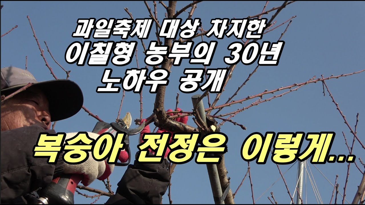 과일축제 대상수상 복숭아,  30년 농부의 전정방법 및 나무관리법을 듣는다 --고경면 용전리 이칠형 농부