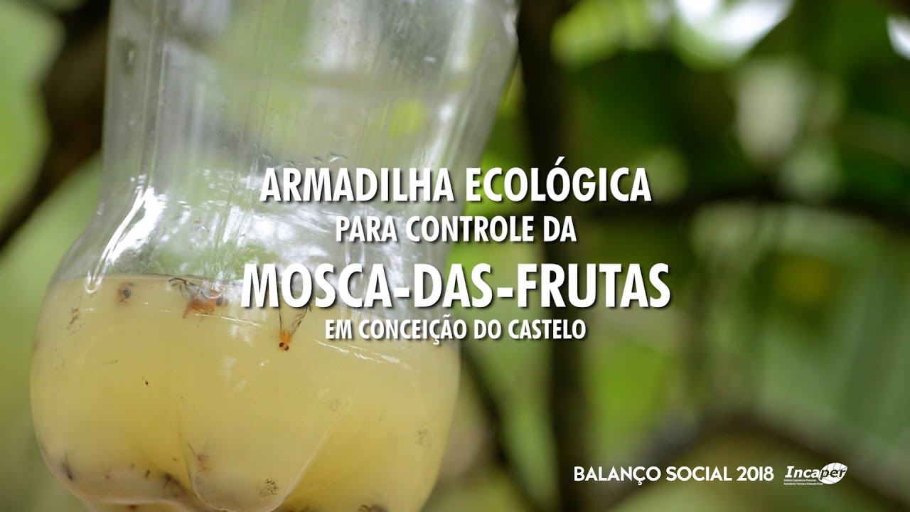Armadilha Ecológica Ajuda no Controle da Mosca-das-frutas
