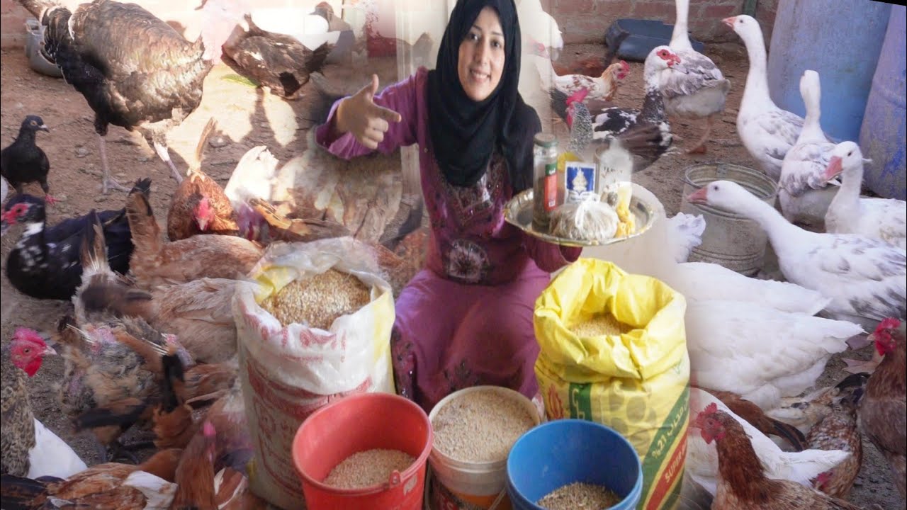 خلطه المزارع الموفرة من عمر شهر ونص لزيادة وتسمين الفراخ البلدى وجميع انواع الطيور وتأسيسها صح للبيض