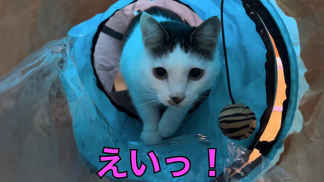 保護猫ナターシャの564日目：飛びつきの瞬間！