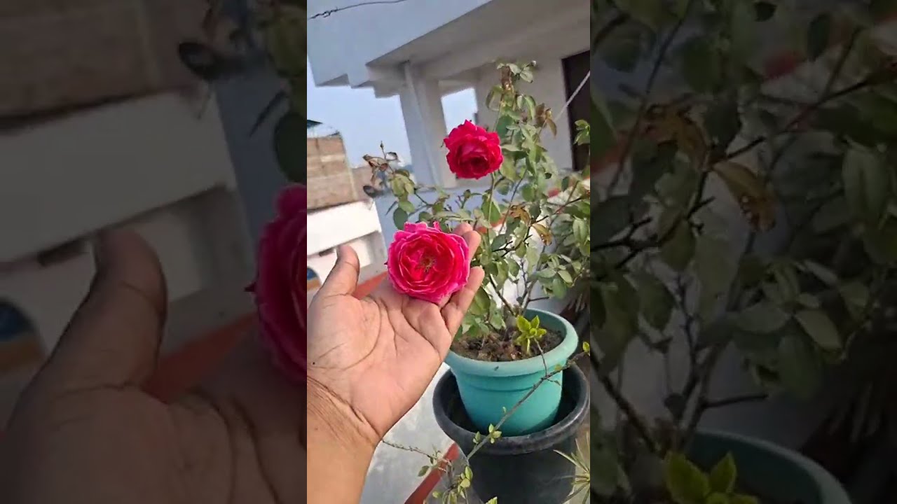 My pug is protecting my garden | My pug the gardener #shorts #viral #funny #comedy #minivlog #garden
