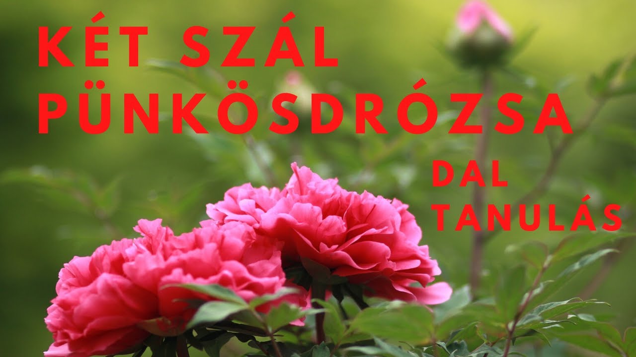 Két szál pünkösdrózsa. Új dal tanítás.