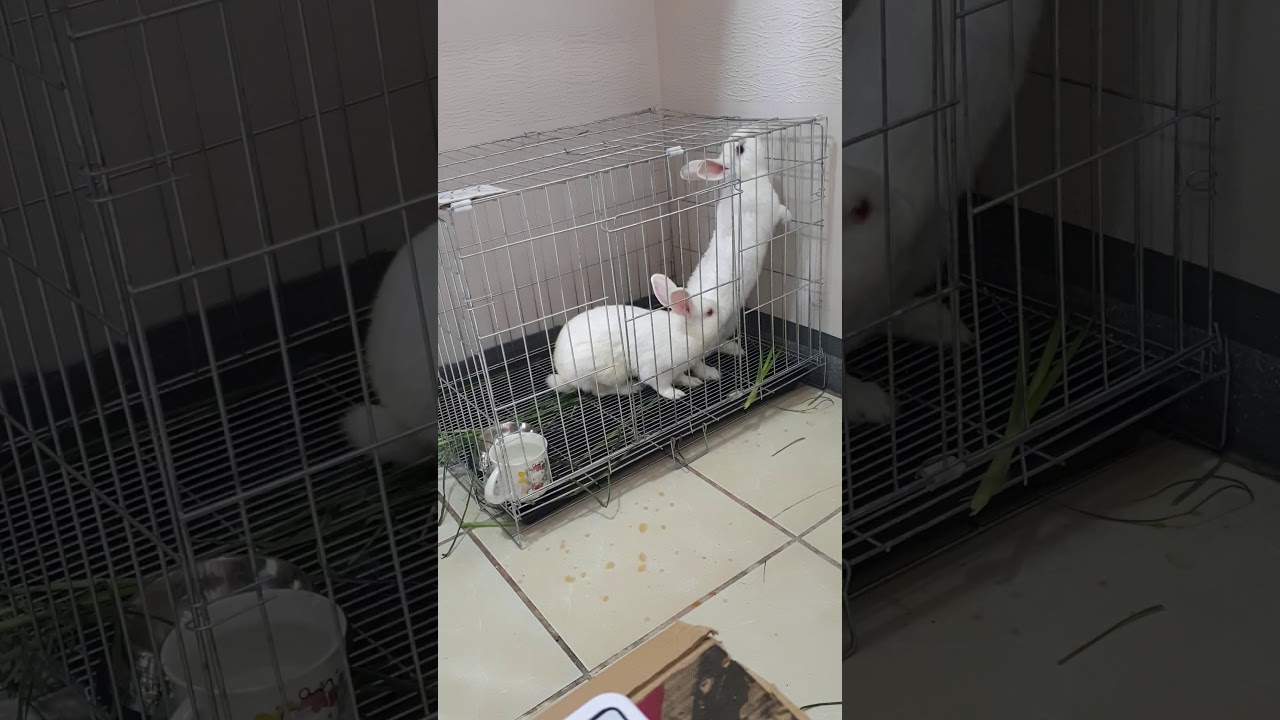 RABBITS MATING. 5 fall of success