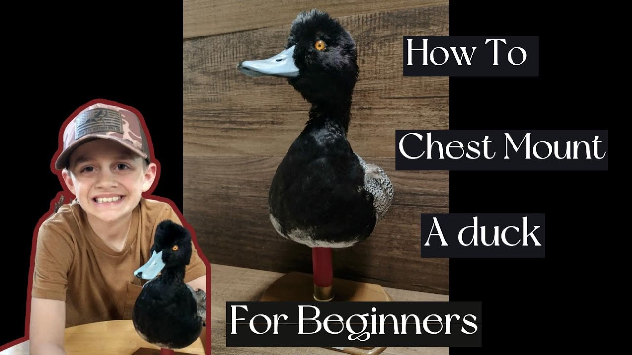 DIY Taxidermy for Beginners - Duck Chest Mount