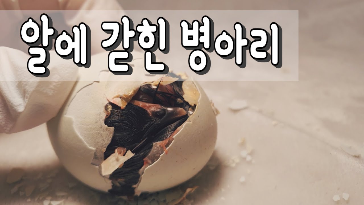 죽기직전 병아리 살려주기ㅣRescue hatching egg
