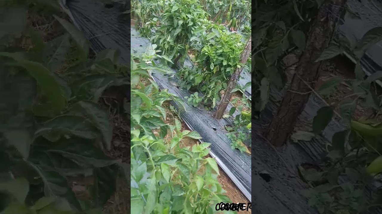 What are Cordilleran farmers planting? #shorts  #cordillera  #farmers #vegetables