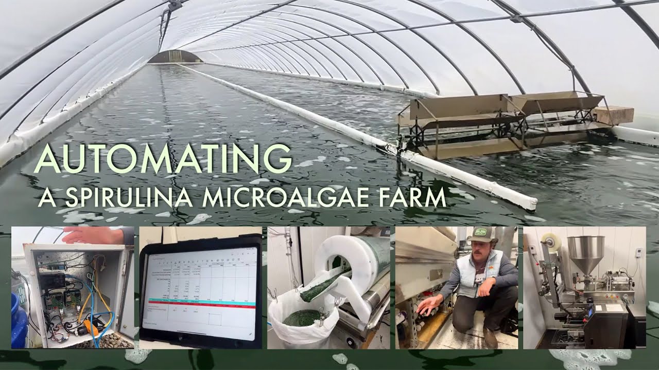 Automating A Spirulina Microalgae Fame • Spirulina Source