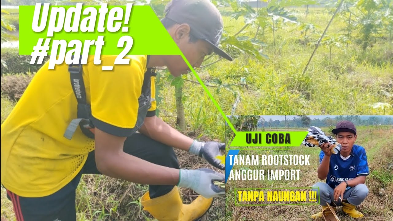 Perkembangan Tanam Rootstock Anggur Import #part_2