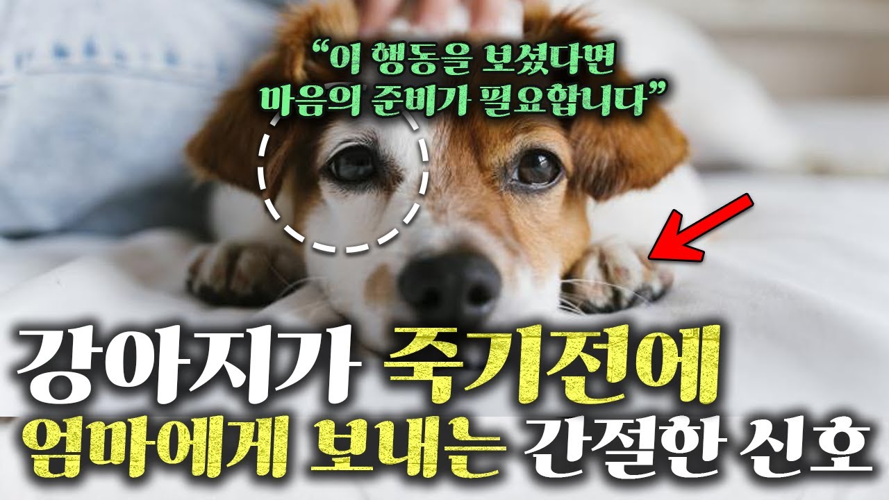 강아지는 죽기 전에 이렇게 알려줍니다 | 4단계 신호와 대처법 총정리