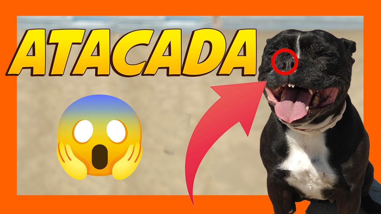 ⚠️ Tota ATACADA por un Pastor alemán 🐺😱 ⚠️