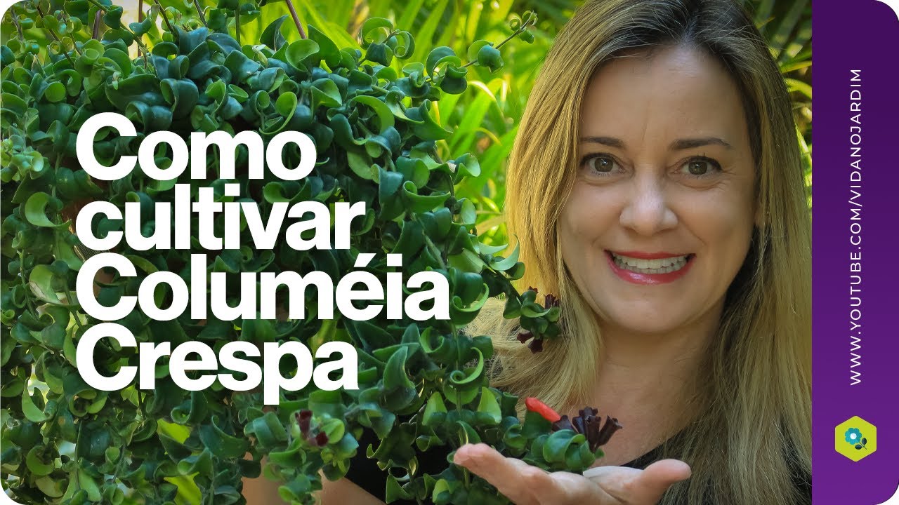 Como cultivar Colum&eacute;ia crespa