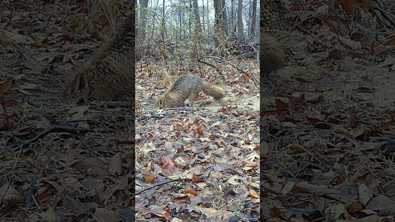 Urban Fox Checking on Her Pups in the Rain #foxes #urbanfoxes #fox #trailcam #cameratrap